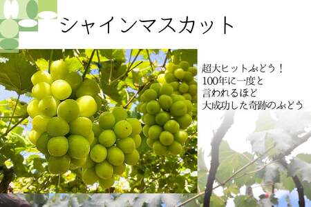 【2026年発送 定期便 】【2回発送】シャインマスカット 予約 2kg 相当× 2回 計 4kg シャイン 山梨 やまなし ぶどう ブドウ 葡萄 マスカット 種なし 果物 フルーツ 山梨県産 産地直送 期間限定 季節限定 冷蔵NS-1011 韮崎翠緑セレクト