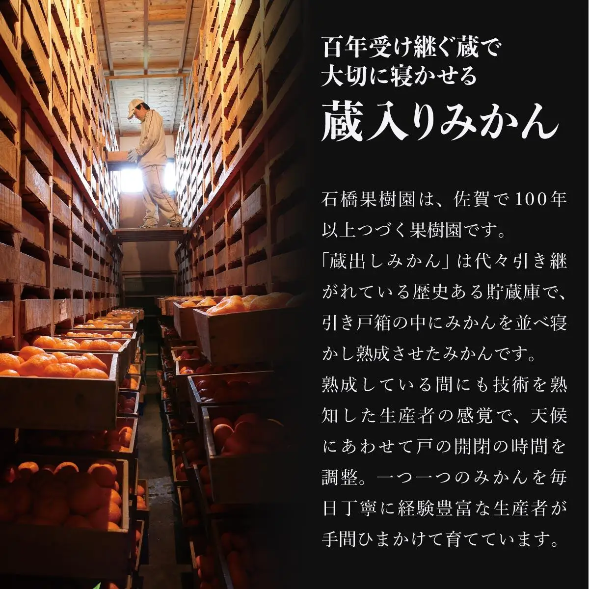【期間限定】さがみかん （蔵入りみかん4.5kg）【温州みかん 甘い 濃厚 ジューシー コク 完熟 熟成みかん 蔵出し 蔵入り 柑橘 密柑 ギフト 果物 フルーツ 佐賀県産 佐賀県 大和 太良 石橋果樹園 人気】