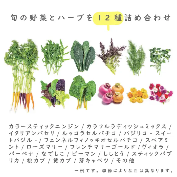 【定期便】彩り野菜と香るハーブセット　3回お届け　野菜