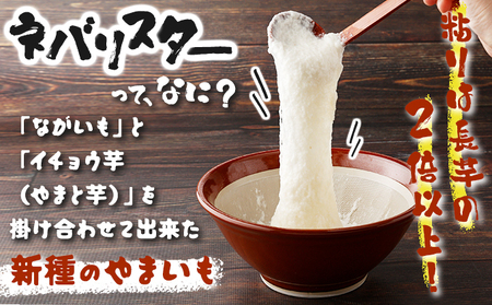 ねばりまこと芋（ネバリスター）1.5kg　（真空パック包装）【青森県 七戸町 送料無料 長芋 山芋 イチョウ芋 大和芋 粘り 小分け 個包装 便利 プレーン 無添加 とろろ 栄養 ご飯のお供】【02402-0323】