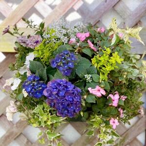 【全2回定期便】 【オンライン決済限定】 花 ハンギングバスケット 寄せ植え 生花 自然 お花 植物 フラワー ギフト ガーデニング 飾り 庭 ベランダ 壁掛け 贈り物 おすすめ オススメ 静岡県 藤枝市 |    