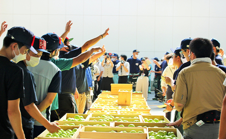 りんご 【 3月発送 】 糖度13度～家庭用 サンふじ ・ 王林 詰め合わせ 約 5kg
