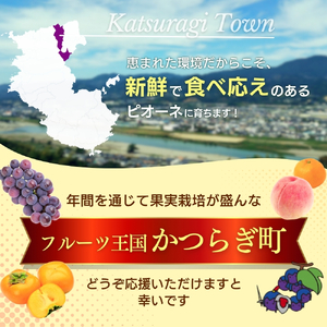 ピオーネ 種なしピオーネ 約 2.5kg 【2026年8月下旬～9月中旬頃発送予定】 【A005-frks002】
