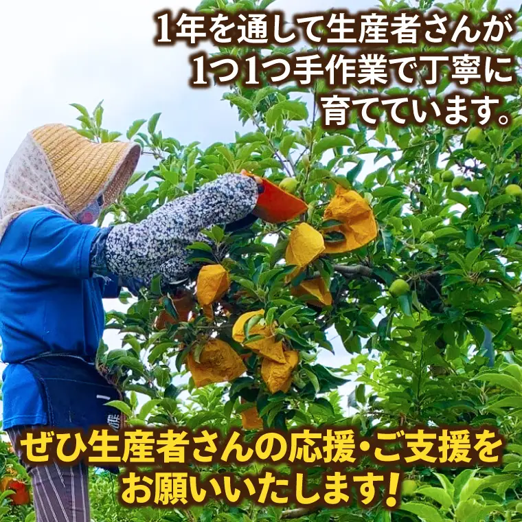 【先行予約】りんご 純情はるか 自家用 (AI024)りんご