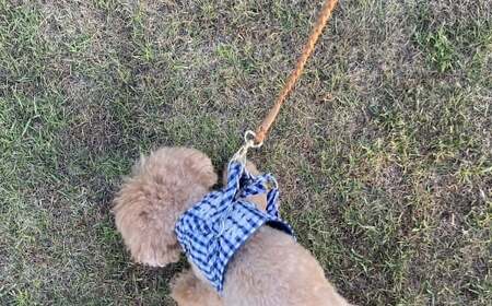 職人手作りの【本革】犬猫用リード 編み込みレザー ペット 愛犬 小型犬 犬 猫 本革 編み込み リード レザーリード ロングリード おしゃれ 人気 プレゼント 可愛い 紐 本革 レザー 日本製 H066-044