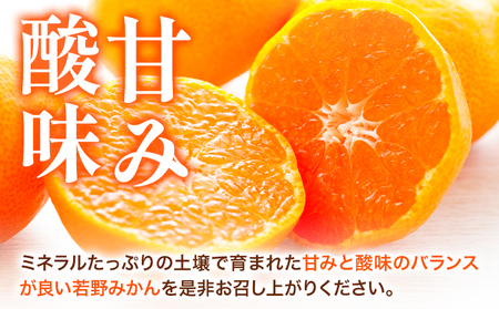 みかん 訳あり 若野みかん10kg