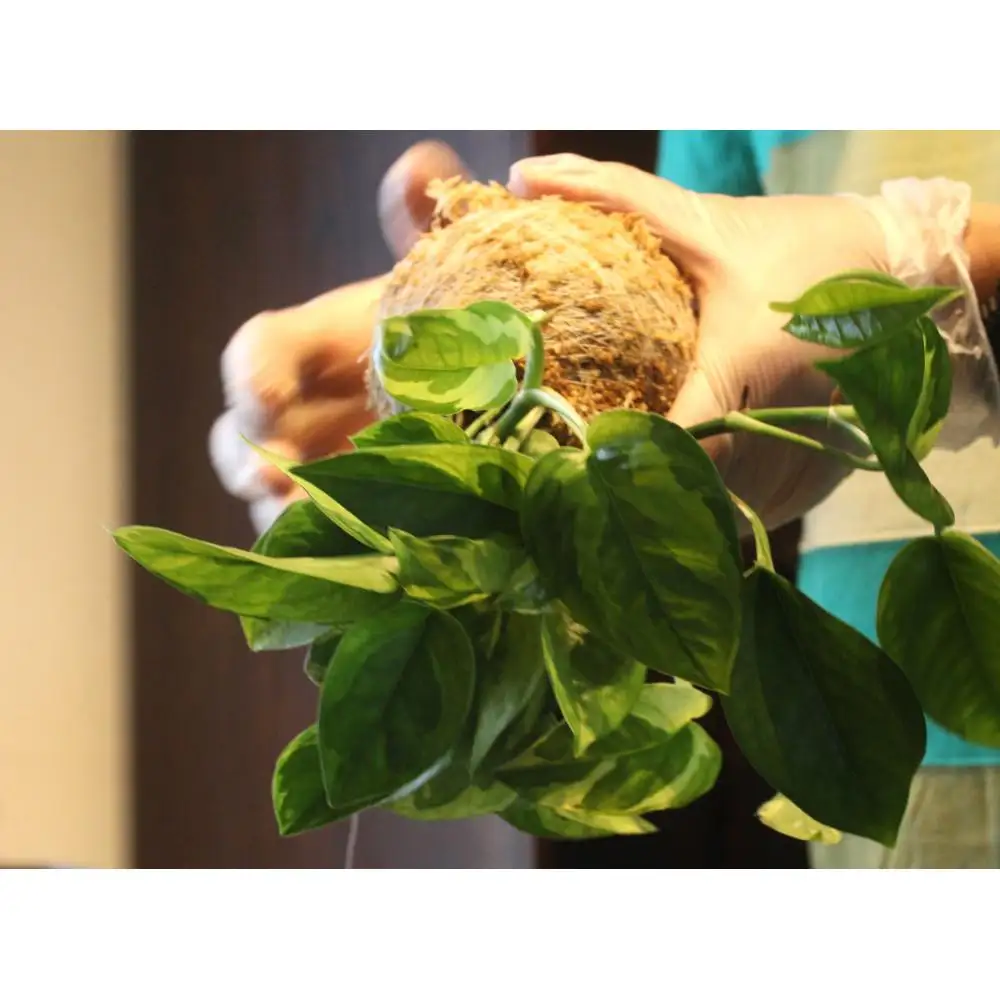 360度楽しめる！吊るせる観葉植物「ハングボール」ガジュマル(Mサイズ)