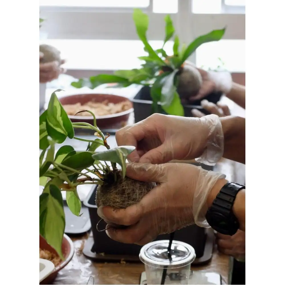 360度楽しめる！吊るせる観葉植物「ハングボール」作りワークショップ
