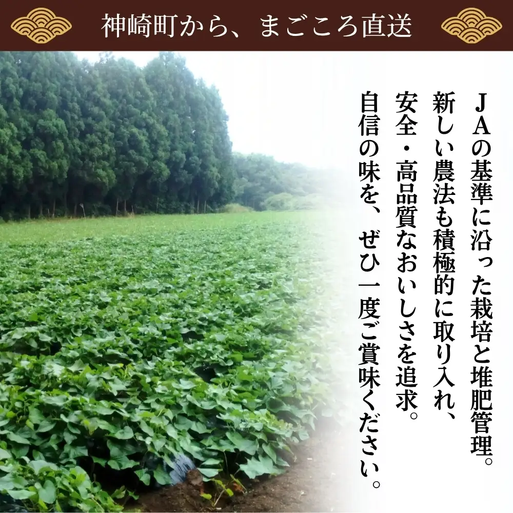 神崎町産 べにはるか さつまいも 5kg【土付き・M～Sサイズ混合】(3月～12月受付分は1月中旬～3月中旬発送)｜さつま芋 焼き芋 焼きいも イモ 芋 紅はるか 訳アリ しっとり 濃厚 蜜 スイートポテト にも ファームおせげん [016-a008-2026]