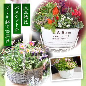 花 【10月頃から発送】【お手軽ガーデニング】季節の寄せ植え（風の丘ガーデン） 