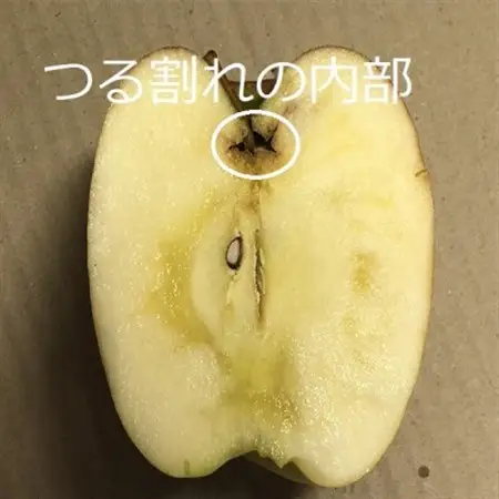 サンふじ＆ぐんま名月【家庭用】約5キロ　農家直送　青森りんご_果物・フルーツ りんご  リンゴ 林檎_【1568470】