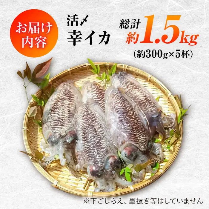 【2月-発送】【着日指定】【おいしい南島原 認定】漁港直送！ 活〆 幸イカ 5杯 約1500g / いか　新鮮　海鮮物　刺し身　揚げ物　簡単調理　キャンプ　BBQ / 南島原市 / 深江町漁業協同組合[SBO004]