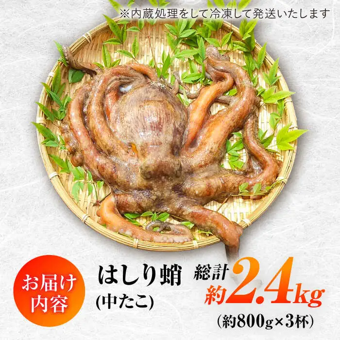 【着日指定】島原半島 はしり蛸(中たこ) 3杯　約2400g / タコ　新鮮　海鮮物　刺し身　揚げ物　酢物　キャンプ　BBQ / 南島原市 / 深江町漁業協同組合[SBO005]