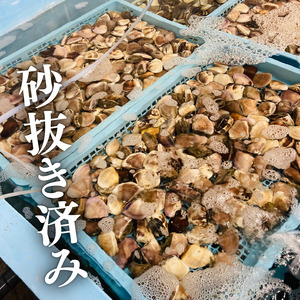 冷凍ハマグリ約2.5kg(20-40gサイズ) はまぐり 蛤