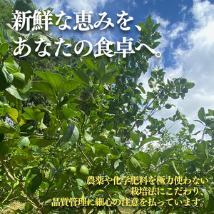【レモン】【2027年1月頃から順次発送】イエローレモン 約2.5kg ｜愛媛県松山市【MSD002_y】