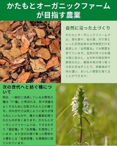 さつまいも 6kg 鳴門金時 かたもとオーガニックファーム さつまいも