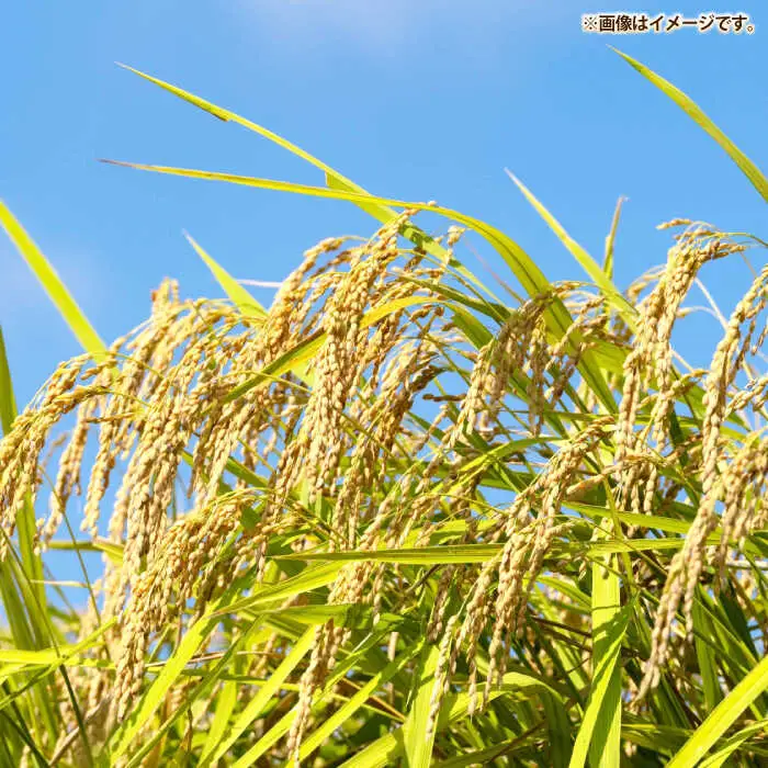 壱岐産米 なつほのか 10kg 《壱岐市》【壱岐市農業協同組合】[JBO146]