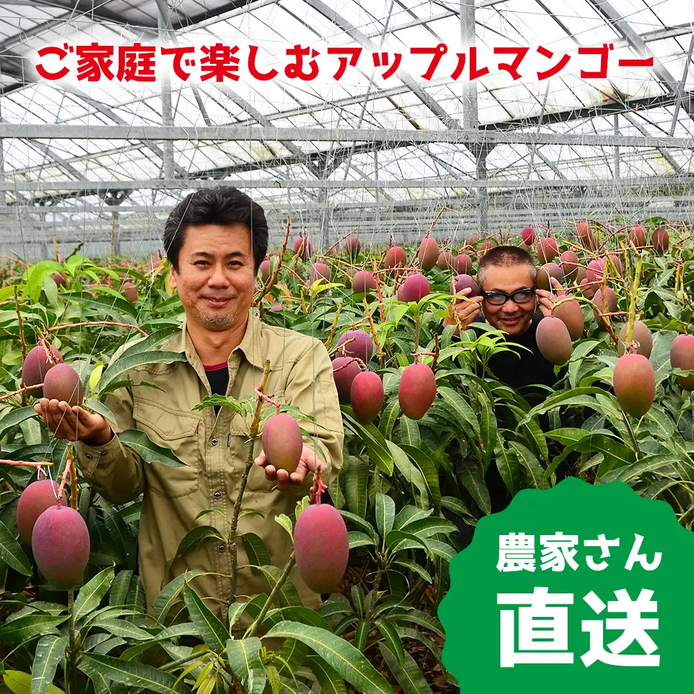 【2027年発送 先行予約】金武町のアップルマンゴー 贈答用 2kg以上（4～6玉）