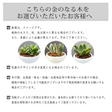 観葉植物 金のなる木 多肉植物 ミニ 陶器 鉢植え【1541051】