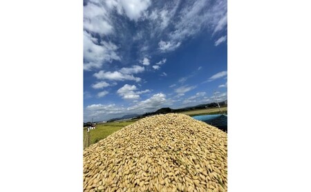 ひのひかり 米 令和6年産 筑後小郡産 農家直送 ひのひかり【5kg】【定期便6ヶ月6回】