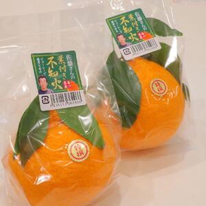 ＜先行受付　2027年発送＞不知火　約2.7kg