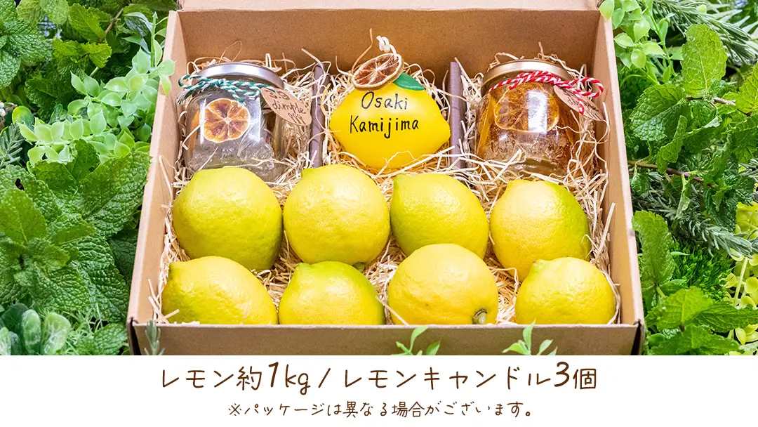 【 先行予約 】 贈り物に 甘く香る レモンドキャンドル3個 ＆ 生果レモン約1kg ギフトセット 1月～2月末発送予定