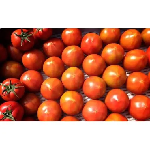 【先行予約】 【甘みがジュワ～っ！】瀬戸内のフルーツトマト 2kg 糖度8度以上 【 2027年4月中旬発送開始 】 大崎上島 越田農園