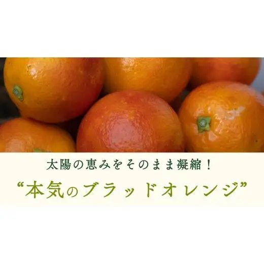 瀬戸内 オーガニック ブラッドオレンジ 1kg (8～10個程度)  【2027年2月下旬以降発送】