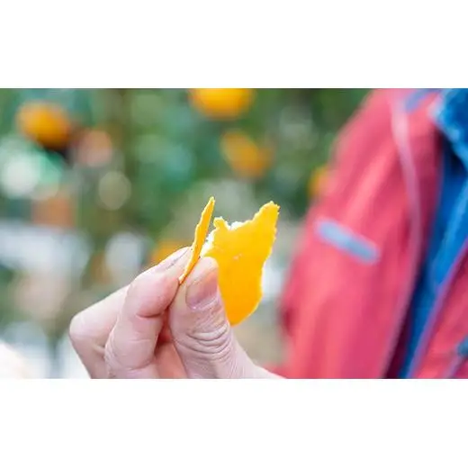 【2027年 2月 ? 3月 発送】 贈答用 瀬戸内ハウスせとか 約3kg (12玉) 