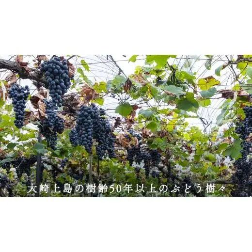 瀬戸内 の ナチュールワイン 750mL 【Vignoble de NAKA rouge MBA】