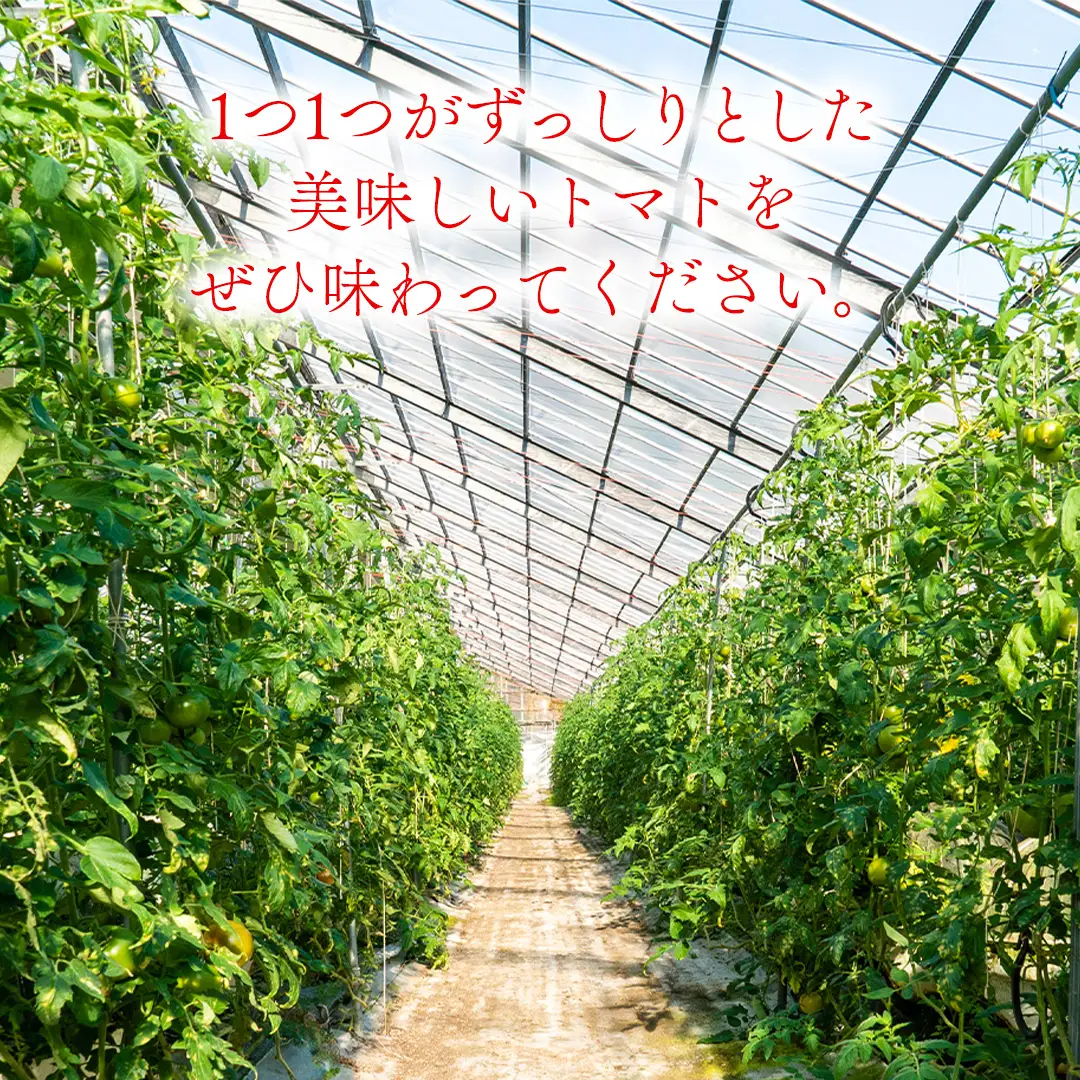 冬春トマト 完熟収穫 約2kg( 10～15個 )  西田農園 【2026年12月～5月発送】