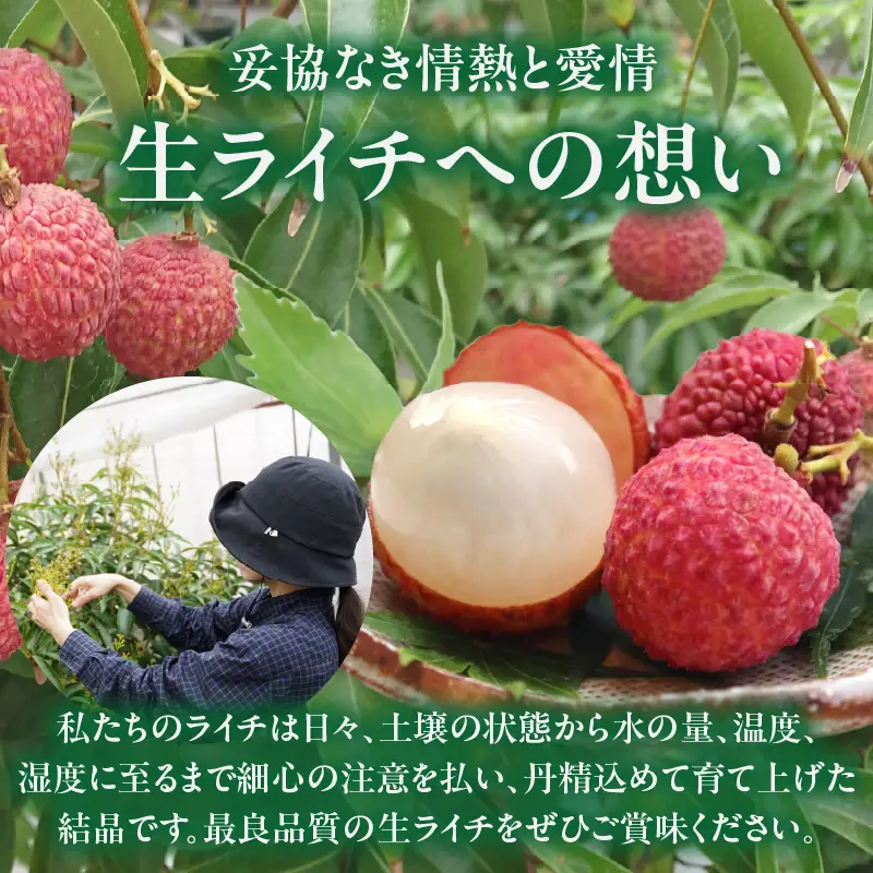 【先行予約】希少 綾生ライチ お裾分けセット （６パック） / 宮崎県産 ライチ 国産【JA綾町】_A0114-1051