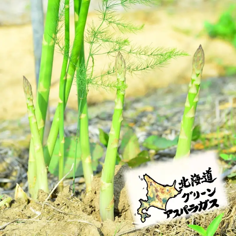 【予約：2027年5月中旬から順次発送】【朝採れ直送！】北海道の露地グリーンアスパラ 1.2kg M～2L混合サイズ ( アスパラガス グリーン 北海道 オホーツク 甘い 旬 サラダ 肉巻き) 【172-0002-2027】