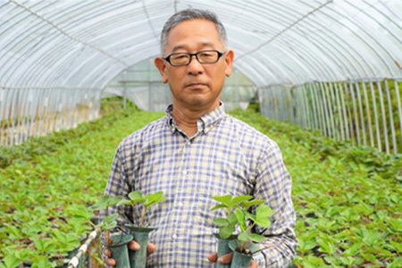 『先行予約』【令和8年9月下旬より順次発送】苺そのままの甘酸っぱさ！プレミアム苺シャーベット 8個入