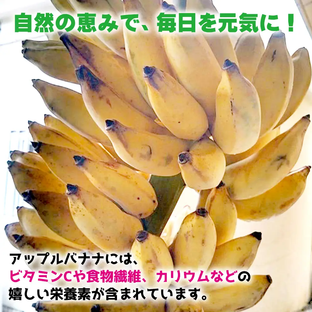 名護市産　冷凍完熟アップルバナナ1kg 名護市 なご ばなな 冷凍 食物繊維 手軽 アイス デザート アレンジ 真空パック 食べやすい おやつ 新鮮 完熟 一口サイズ 甘味 栄養満点 ヨーグルト スムージー パンケーキ