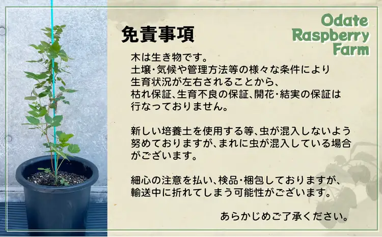 ラズベリー苗　150P7803【おおだてラズベリーファーム】