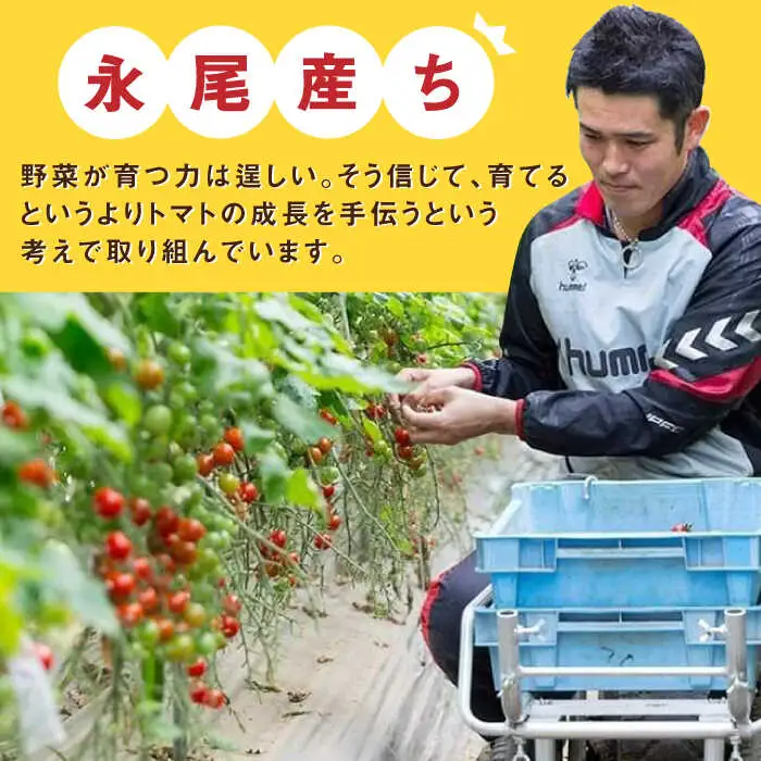 【2027年2月上旬発送】極ドトマト 1kg / 佐賀県 / 永尾産ち [41AAAC005]