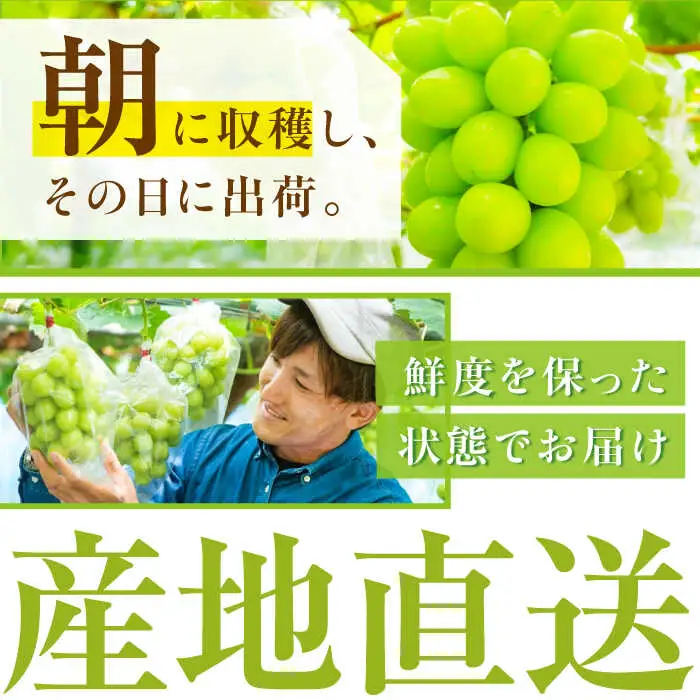 マスカット 【2026年先行予約】【15個限定】【ご自宅用】シャインマスカット 1房（約500g） [AIAB004] マスカット