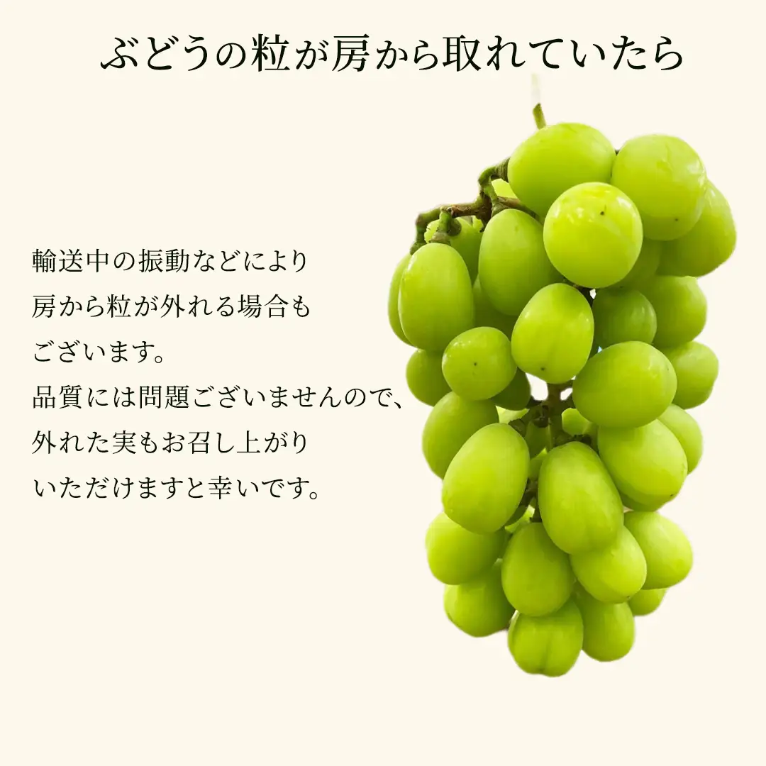 【2026年9月中旬発送開始】《先行予約》シャインマスカット ご自宅用 約 1kg  ( 2房 ～ 3房 ) ( 茨城県共通返礼品 かすみがうら市 ) マスカット 葡萄 ぶどう ブドウ 歯ごたえ 甘み 香り 鈴木農園 [ED005sa]