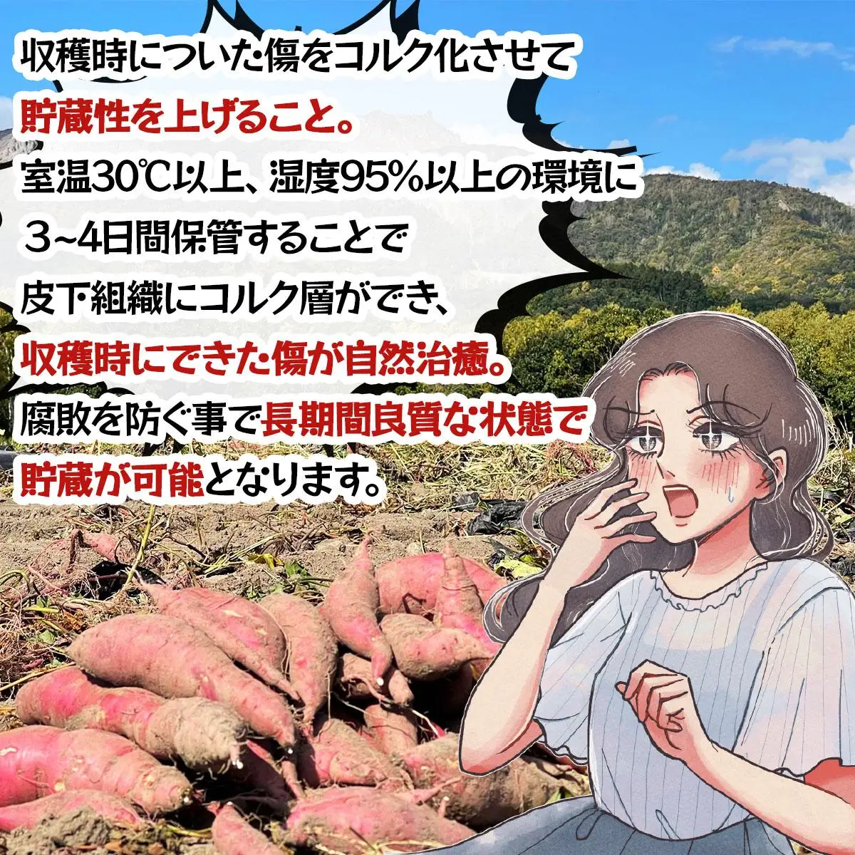 ＜先行予約＞《高糖度》さつまいも 紅はるか 5kg【55251148】