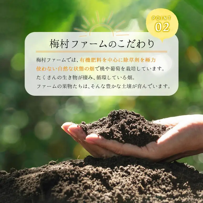 ＜2025年発送分 先行予約＞シャインマスカット（2房入り 1.1kg以上）【030-a010】