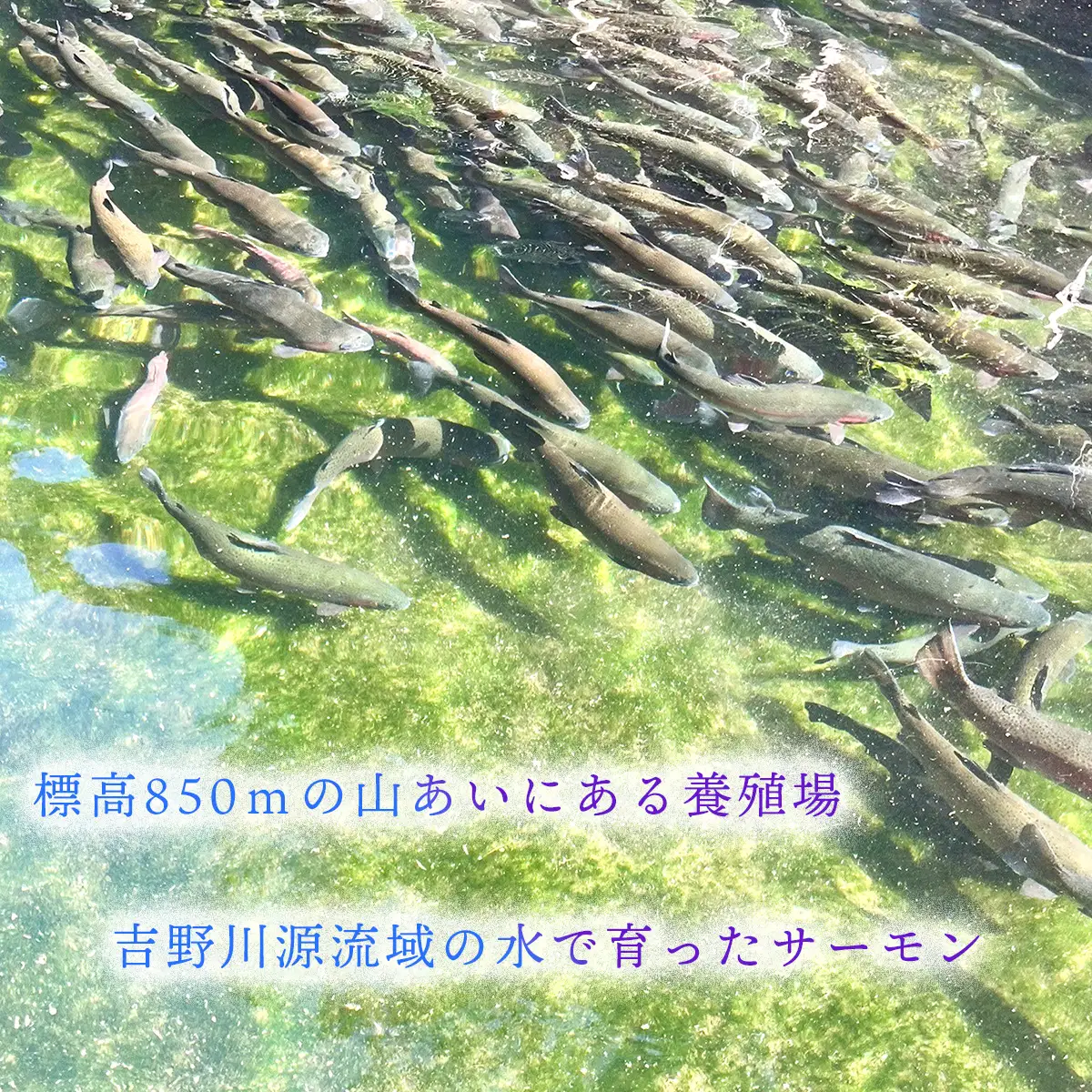 氷室サーモン400g（200g×2個）