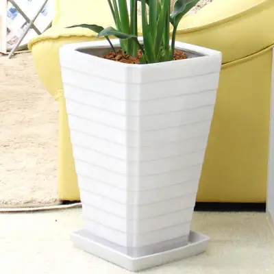 【観葉植物】ストレリチア レギネ 8号 ホワイト陶器鉢 G【観葉植物 インテリア 部屋 おしゃれ 福岡県 筑前町 送料無料 AG040】【価格改定】