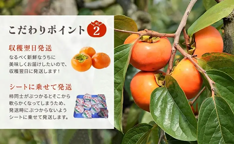 富有柿発祥の地から収穫翌日発送！【贈答用】富有柿 2Lサイズ 12個 | かき フルーツ カキ 果物 くだもの ※2026年11月～発送