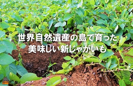 《今が旬！》福祉作業所の仕事にもつながる！徳之島の“新”じゃがいも（3kg）( バレイショ 野菜 旬 春 徳之島 奄美 鹿児島 肉じゃが カレー じゃがバター 美味しい 人気 オススメ 福祉作業所 雇用 少量 お一人様 使いきり 2025年春お届け )