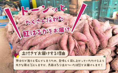 さつまいも 紅はるか 5kg 2Lサイズ 茨城県下妻市産 【 紅はるか べにはるか さつまいも サツマイモ 甘薯 かんしょ 】 