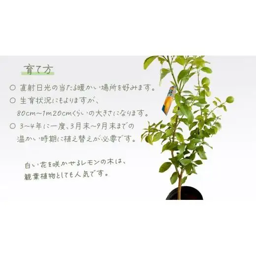 レモン の 苗 8号ポット 1点 