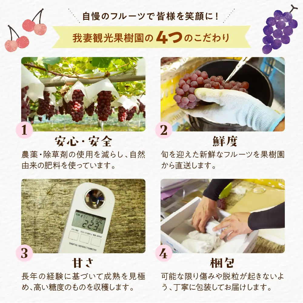 【先行予約】【数量限定】【令和8年産】ぶどう デラウェア 2kg ( 8～10房 ) 2026年8月20日～9月20頃お届け予定