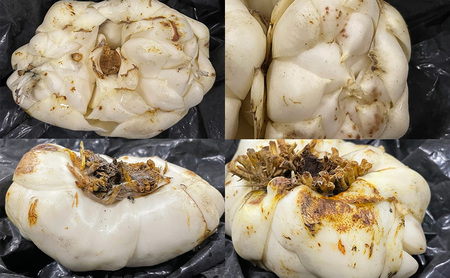 【規格外】十勝幕別 忠類ゆり根 500g（M～2L）3～5玉［JA忠類］9月～3月発送限定【 北海道 幕別町 忠類 十勝 高級食材 お正月 料理 訳あり 】