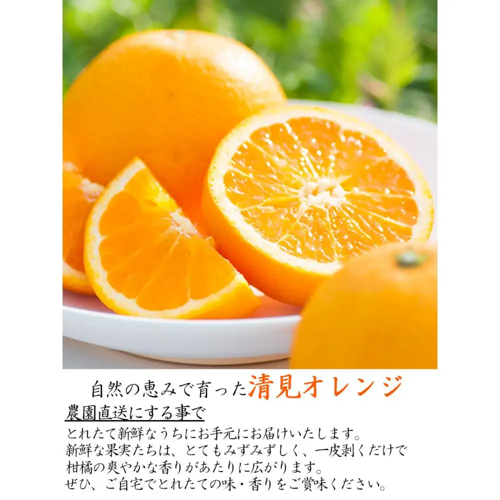 訳あり 清見オレンジ 混合 7.5Kg【令和9年3月から発送】清見オレンジ    